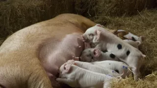 Zázračná planéta: Zvieracie mamy (1/3)