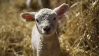 Zázračná planéta: Zvieracie mamy (1/3)