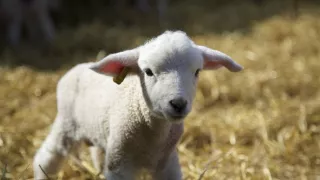 Zázračná planéta: Zvieracie mamy (1/3)