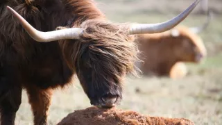 Zázračná planéta: Zvieracie mamy (1/3)