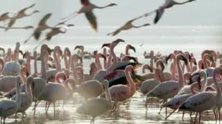 Zázračná planéta: Pozoruhodná planéta Zem (3/4)