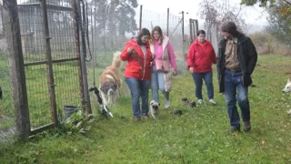 Mačka nie je pes