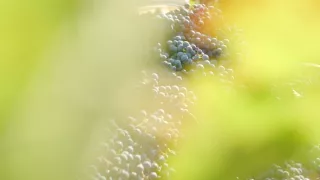 Milovníci vína (2/16)