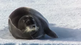 Nedotknutý raj: Rusko