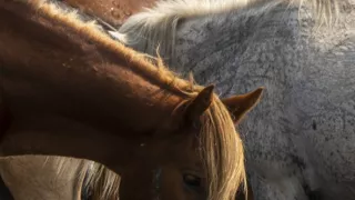 Krajom Džingischána po rieke Orchon