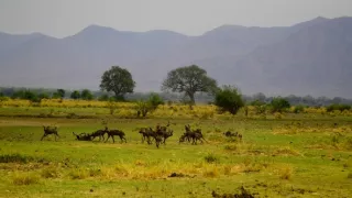 Divočina Afriky okolo riek