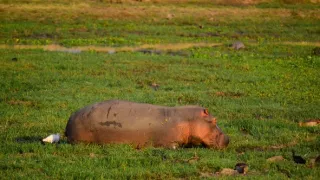 Divočina Afriky okolo riek