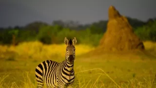 Divočina Afriky okolo riek