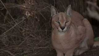 Divočina Afriky okolo riek