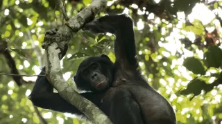 Rozmnožovanie v divočine