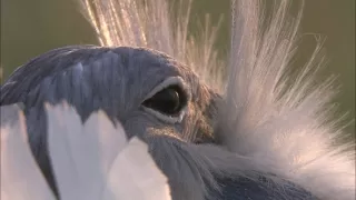 Rozmnožovanie v divočine