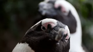 Rozmnožovanie v divočine