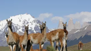 Rozmnožovanie v divočine