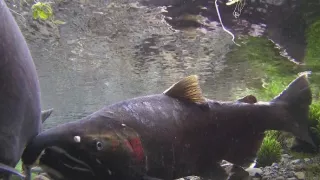 Rozmnožovanie v divočine