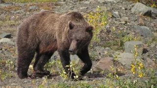 Rozmnožovanie v divočine