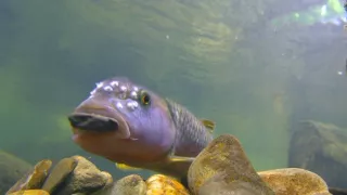 Rozmnožovanie v divočine