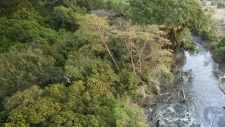 Rozmnožovanie v divočine