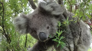 Rozmnožovanie v divočine
