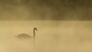 Rozmnožovanie v divočine