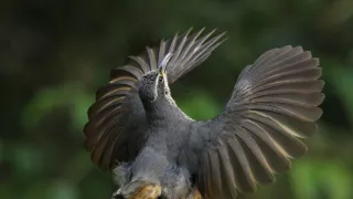 Rozmnožovanie v divočine