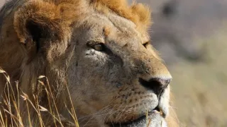 Rozmnožovanie v divočine