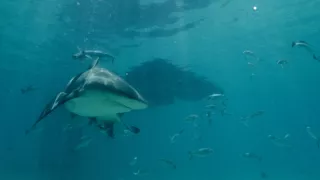 Krokodýli proti žralokům