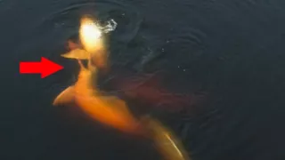 Kráľovstvo divočiny: Delfínovec amazonský, Amazónia