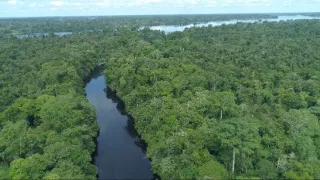 Kráľovstvo divočiny: Delfínovec amazonský, Amazónia