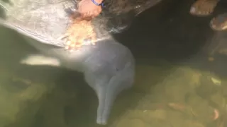 Kráľovstvo divočiny: Delfínovec amazonský, Amazónia
