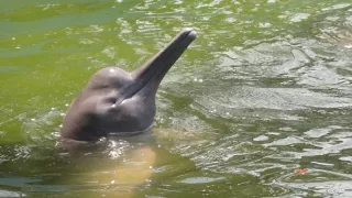 Kráľovstvo divočiny: Delfínovec amazonský, Amazónia