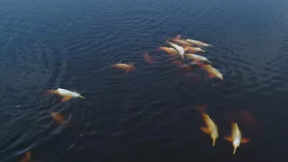 Kráľovstvo divočiny: Delfínovec amazonský, Amazónia