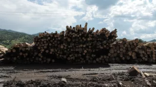 Nezákonná ťažba dreva - škandalózne odhalenie