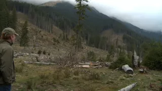 Nezákonná ťažba dreva - škandalózne odhalenie