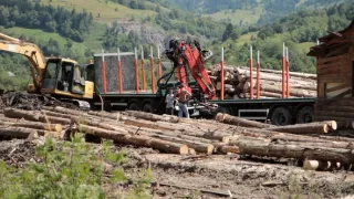 Nezákonná ťažba dreva - škandalózne odhalenie