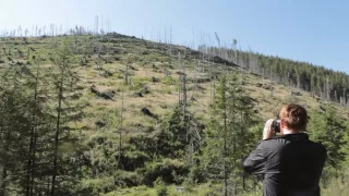 Nezákonná ťažba dreva - škandalózne odhalenie