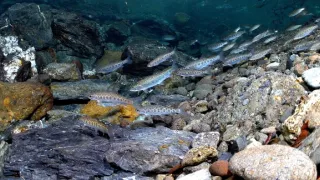 Planéta Kalifornia (1/2)