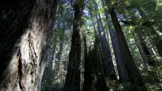 Planéta Kalifornia (1/2)