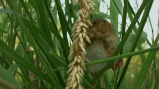 Myší akrobat v obilí