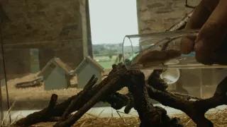 Myší akrobat v obilí