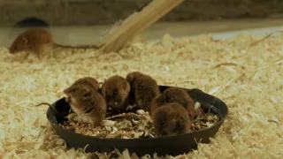 Myší akrobat v obilí