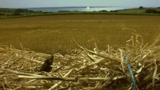 Myší akrobat v obilí