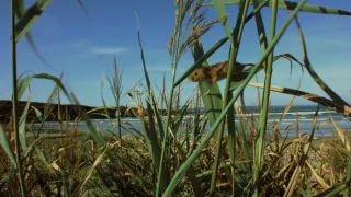 Myší akrobat v obilí