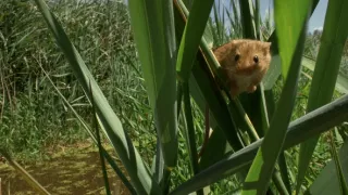 Myší akrobat v obilí