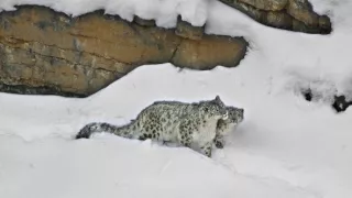 Duch hor - levhart sněžný