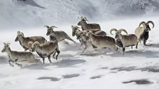 Duch hor - levhart sněžný