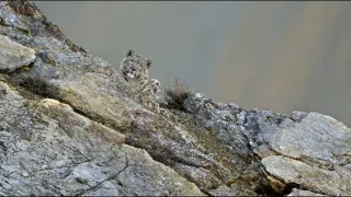 Duch hor - levhart sněžný