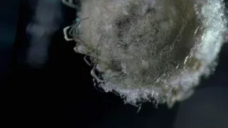 Budovatelia prírody (2/3)