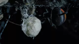 Budovatelia prírody (2/3)