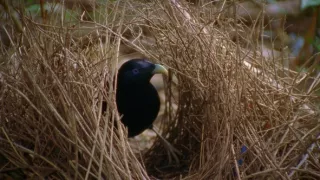 Budovatelia prírody (2/3)