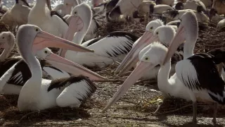 Budovatelia prírody (2/3)